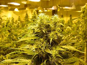 Menifee, Riverside County, CA Marijuana Growers Insurance